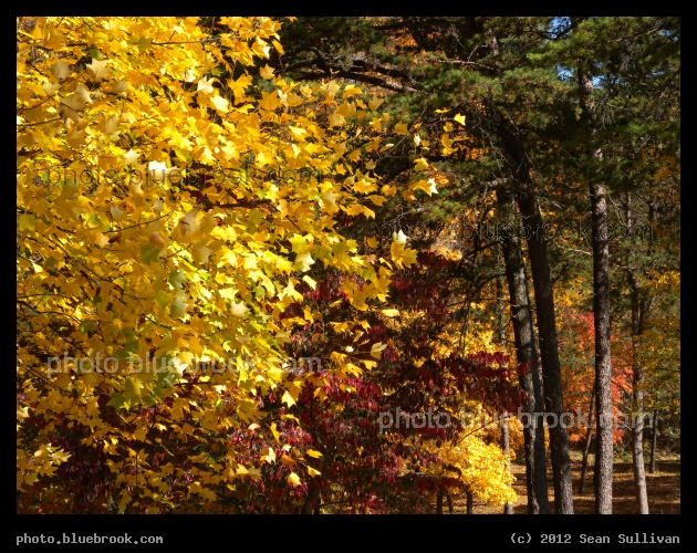 West Virginia Autumn - Near Marlowe, WV