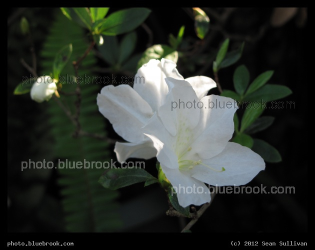 Shadowed Blooms - Bradenton FL