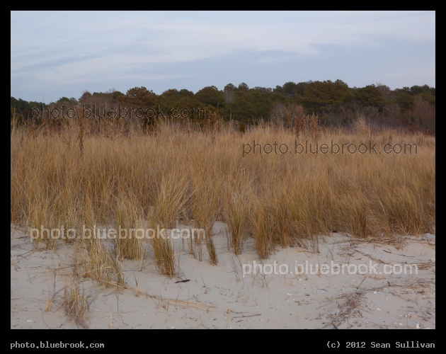 Winter Beach Grasses - Kiptopeke State Park, Virginia