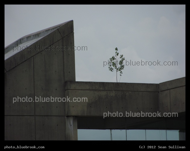 Tree on the Roof - A small tree growing on the roof of the MBTA Oak Grove subway station (eastern entrance), Malden MA