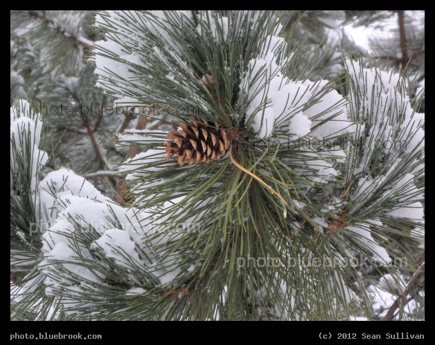 Sheltered Pine Cone - Mystic River Reservation, Somerville MA