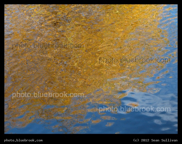 Golden Waves - The reflection of autumn leaves, Cambridge MA