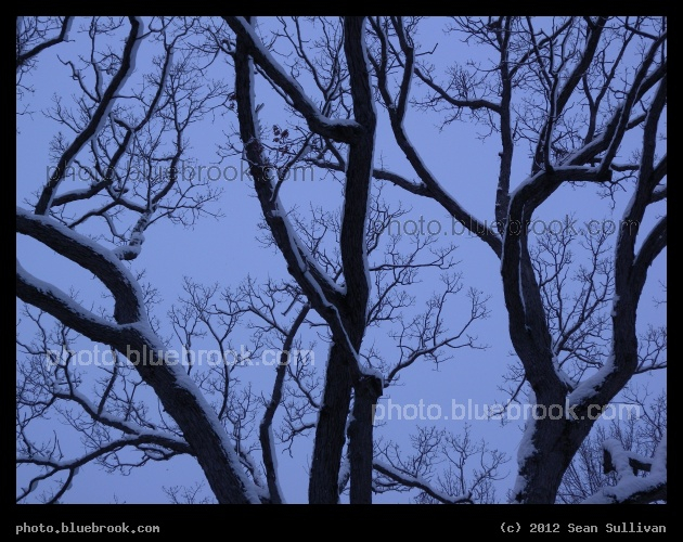 Violet Winter Morning - Newton MA