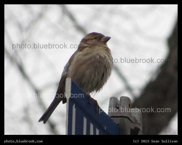 Street Sign Perch - Sparrow, Somerville MA