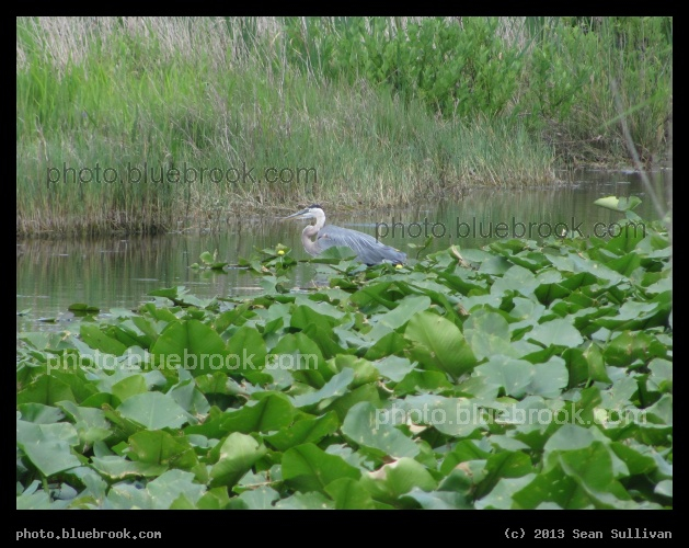 Heron in the Canal - Melbourne FL