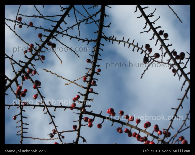 Berry Branches - Grafton, MA