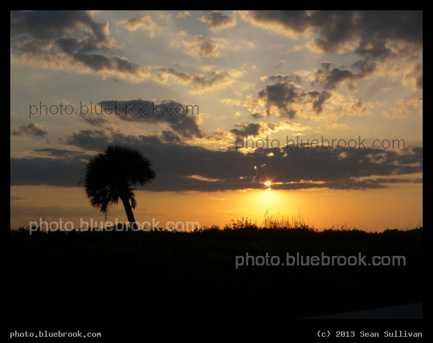 Palm Tree at Sunset - Merritt Island National Wildlife Refuge, FL