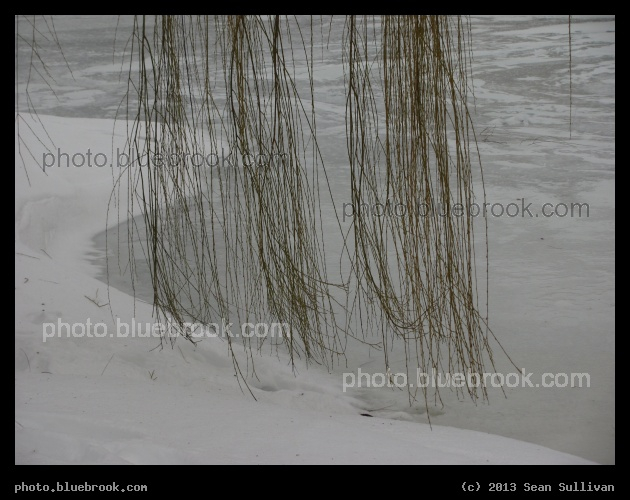 Willow Branches by the Frozen Pond - Public Garden, Boston