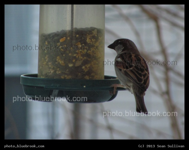 Snacks for a Sparrow - Somerville MA