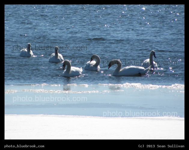 Six Swans - Mystic River, Medford MA