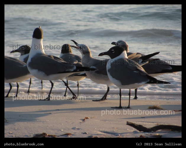 Beach Gulls - Sarasota FL