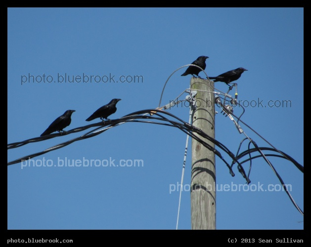Crows on a Wire - Sarasota FL