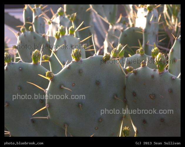 Cactus Buds - Melbourne FL