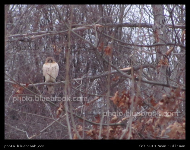 Hawk in a Winter Tree - Amherst MA