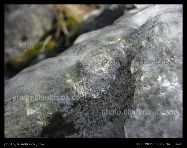 Iced Lichen - Chestnut Hill Reservoir, Boston MA