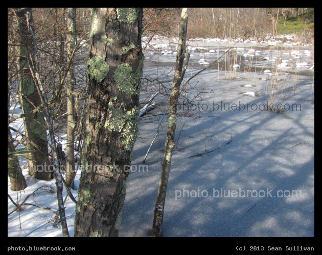 Winter Lichens - Walpole, MA