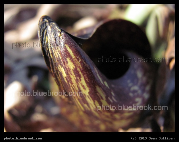 Tip of the Cabbage - Skunk cabbage, Pine Banks Park, Malden/Melrose MA