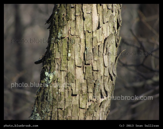 Pixelated Bark - Pine Banks Park, Malden/Melrose MA