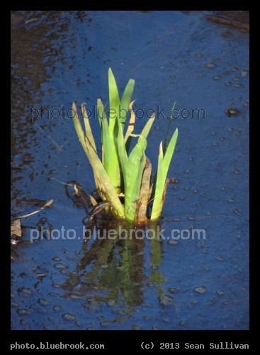 Green Shoots in Water - Pine Banks Park, Malden/Melrose MA
