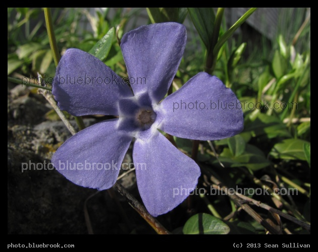 Five Purple Petals - Somerville MA