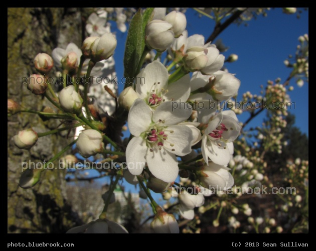 Sunlight on Blossoms - Somerville MA