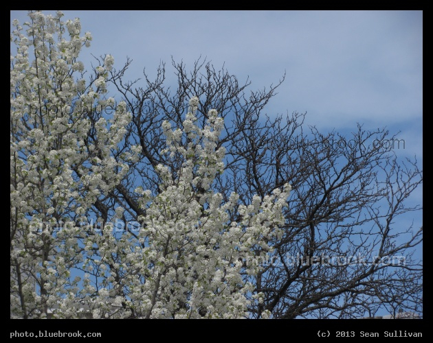 Spring and Winter - Somerville MA