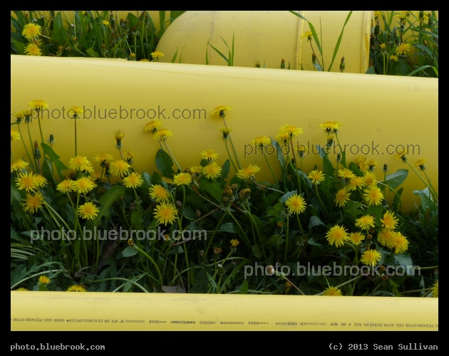 Yellow Pipes and Flowers - Somerville MA