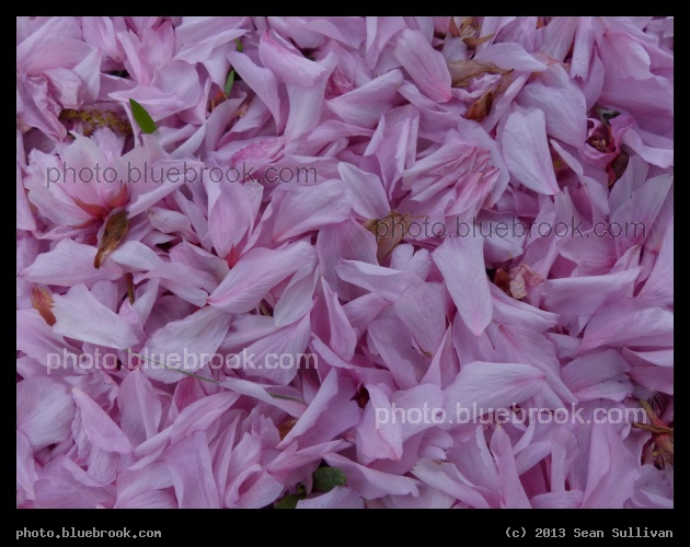 Pink Petals - Somerville MA