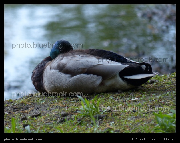 Sleepy Duck - Muddy River, Boston MA