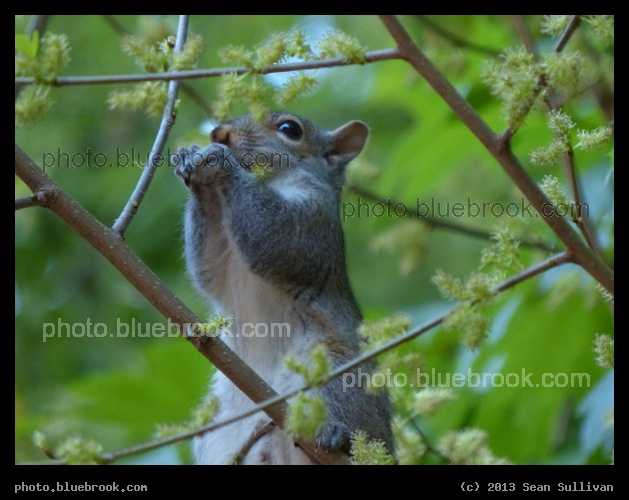 Foraging Squirrel - In a tree above MBTA Longwood station, Brookline MA