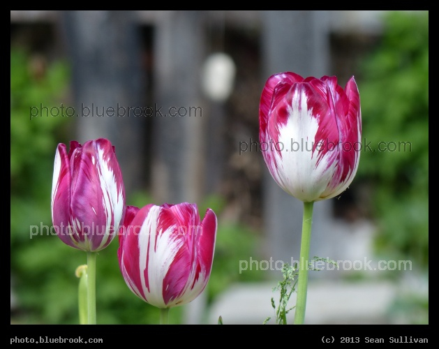 Triple Tulips - Somerville MA