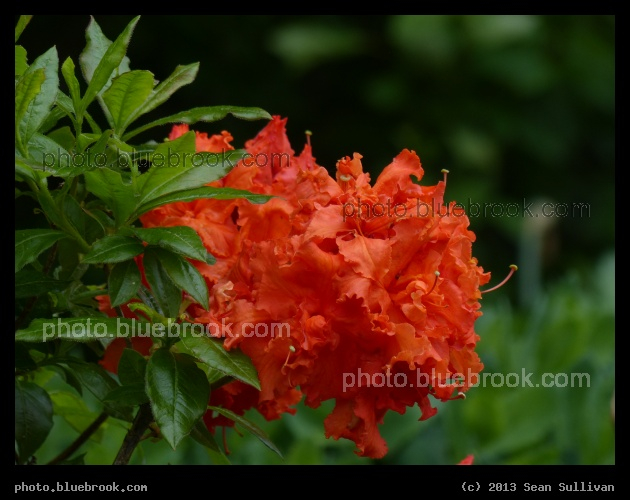 Vivid Red Flower - Boston MA