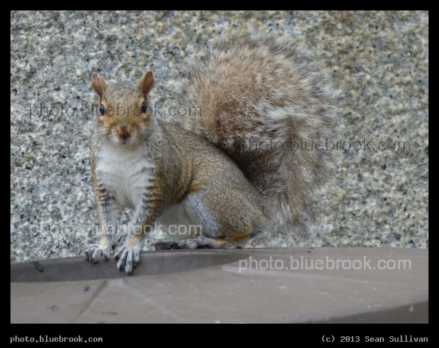 Alert Squirrel - Boston MA