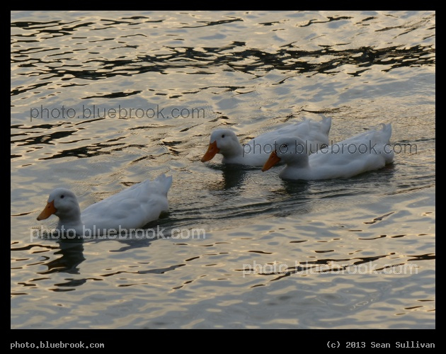 Three White Ducks - Lake Carolyn, Irving TX