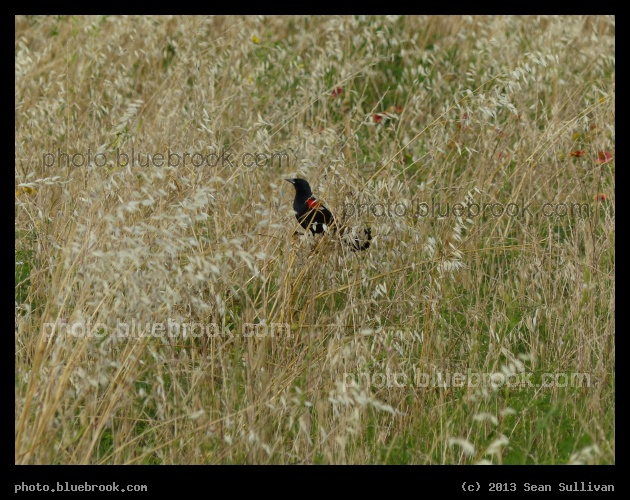 Blackbird in the Grass - Beside Mountain Creek Lake, Dallas TX