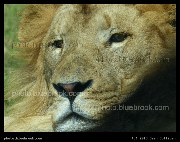 Lion Portrait - Dallas Zoo, Dallas TX