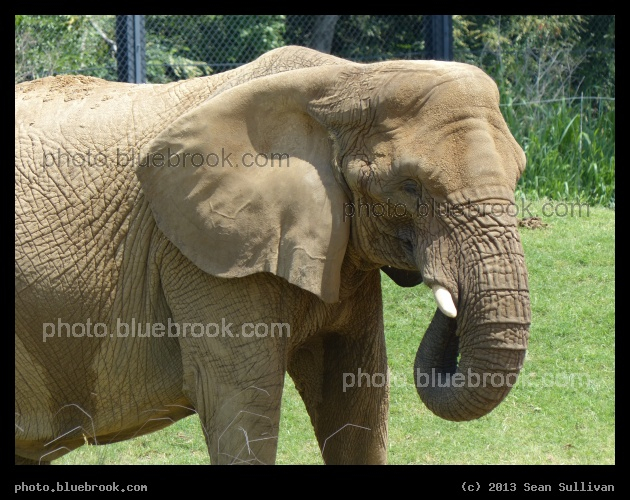 Elephant - Dallas Zoo, Dallas TX
