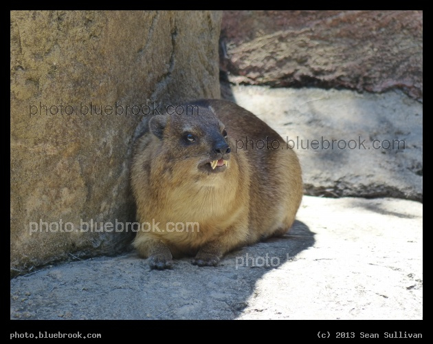 Rock Hyrax - The closest living relative to the elephant, Dallas Zoo, Dallas TX