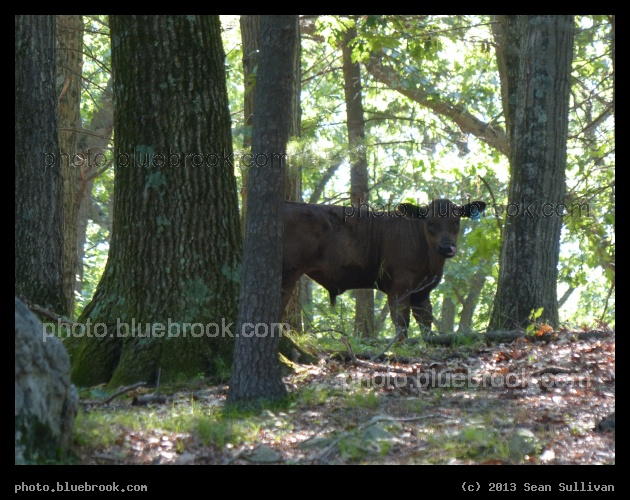Forest Cow - Grafton, MA