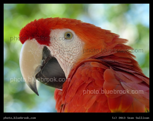 Red Macaw - Dallas Zoo, Dallas TX