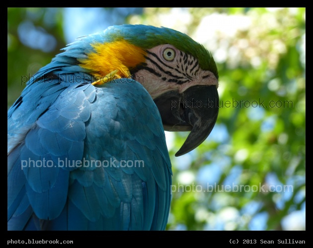 Blue and Gold Macaw - Dallas Zoo, Dallas TX