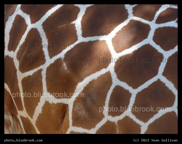 Giraffe Textures - Dallas Zoo, Dallas TX
