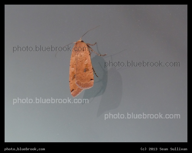 Moth Reflections - Davis Square, Somerville MA