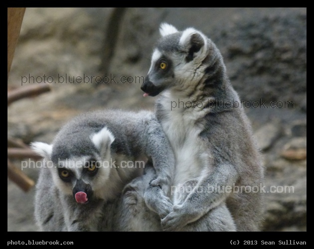 Ring-Tailed Lemur Tongues - Franklin Park Zoo, Boston MA