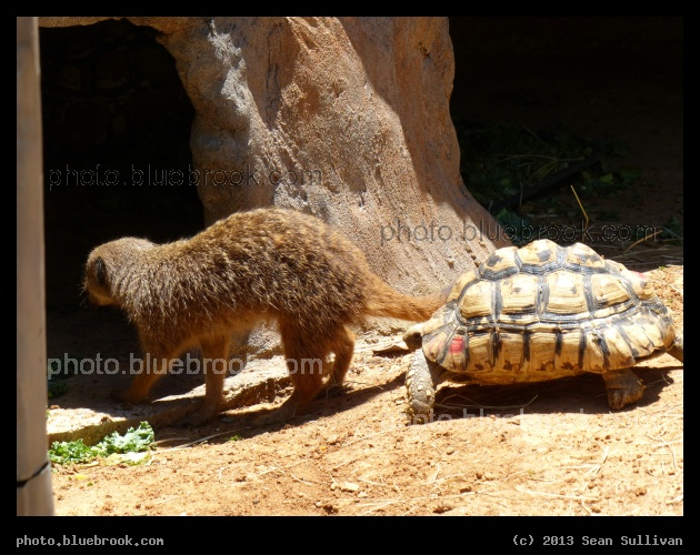 Explanation, Needed - Meerkat and Tortoise, Dallas Zoo, Dallas TX