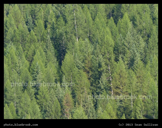 World of Trees - From the Dena Mora rest area, I-90 near Taft MT