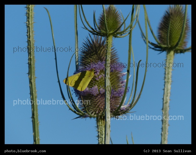 Yellow Butterfly on Teasel - Moscow, ID