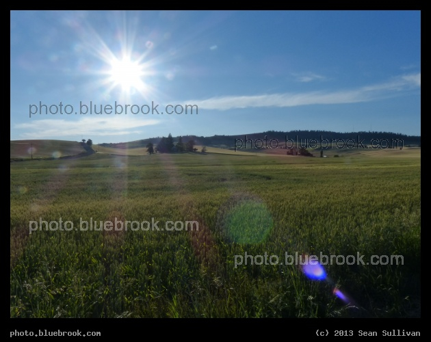 Sunlight on the Fields - Southeast of Moscow, ID