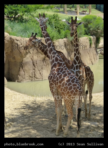 Three Giraffes - Dallas Zoo, Dallas TX