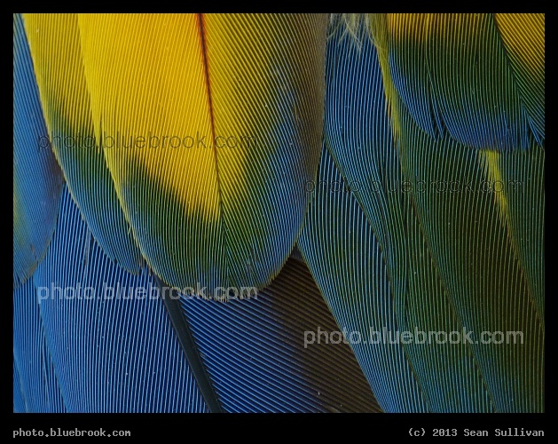 Macaw Feather Detail - Dallas Zoo, Dallas TX